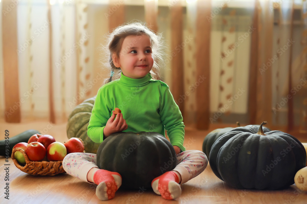 Fototapeta premium Little child choose a pumpkin at autumn. Child sitting on giant pumpkin. Pumpkin is traditional vegetable used on American holidays - Halloween and Thanksgiving Day.