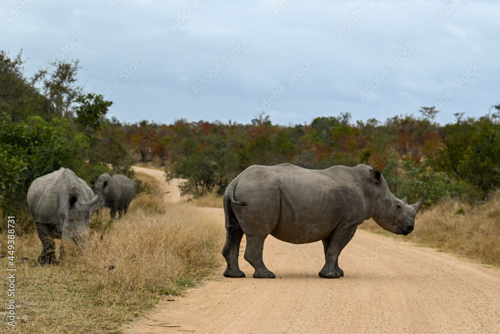 Rhino in the wild 