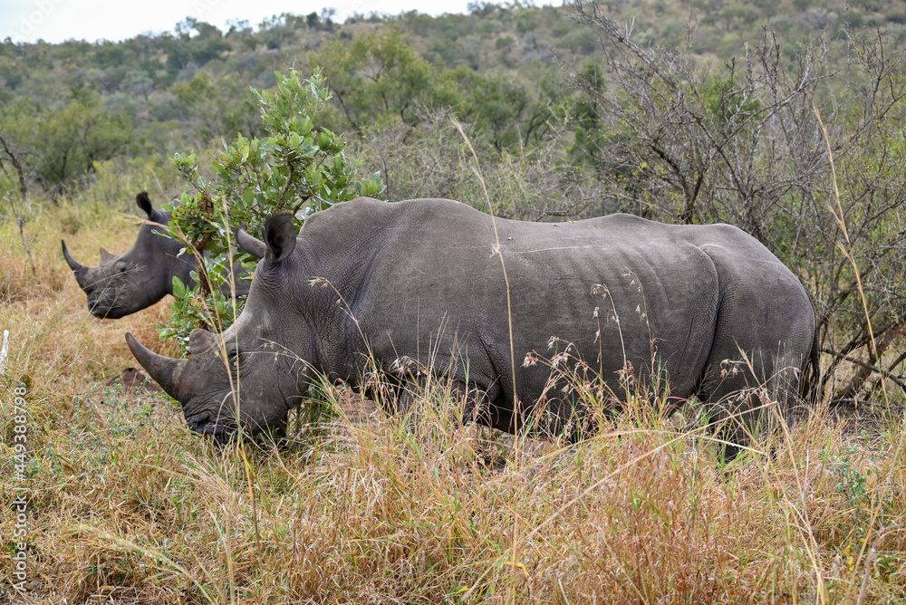 Rhino in the wild 