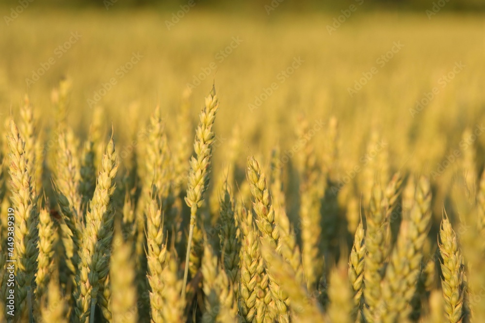 Wheat Ears at Sunset in a Field with Sky Background Wheat Ears at Sunset in a Field with Sky Background