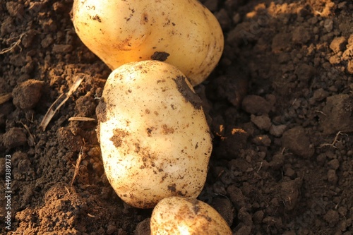 young potatoes lying on the ground  wikopanias potatoes  harvesting potatoes