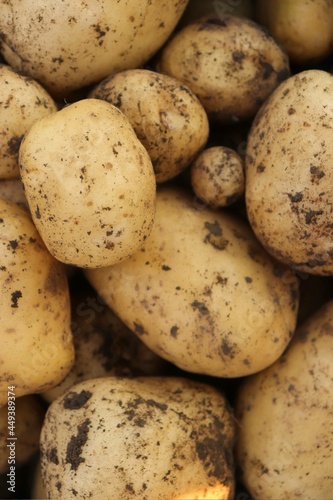 young potatoes lying on the ground, wikopanias potatoes, harvesting potatoes