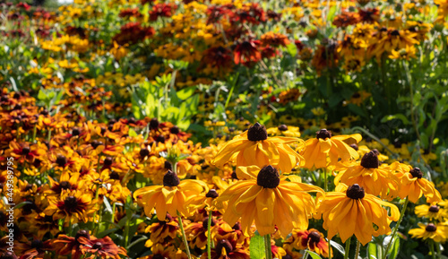 Yellow and red Rudbeckia hirta helenium flowers, also known as Black Eyed Susan. Photographed at a garden in Surrey UK, on a sunny day in mid summer.
