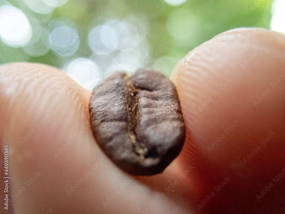 selective focus brown coffee beans macro in the hand's Photo close up of roasted coffee beans and fingers selective focus brown coffee beans macro in the hand's Photo close up of roasted coffee beans and fingers