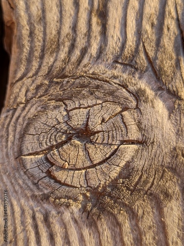 tree trunk texture