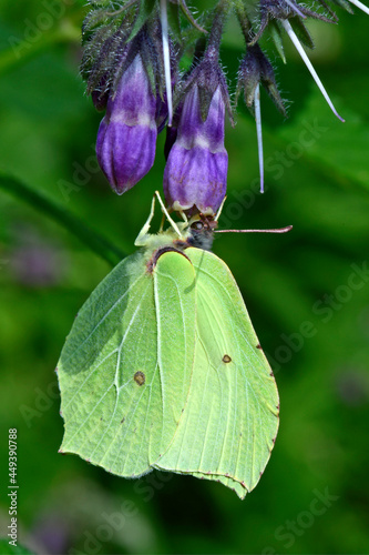 Zitronenfalter auf Beinwell // Common brimstone on comfrey (Gonepteryx rhamni) photo