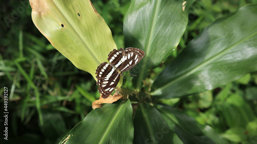 Overhead view of a Common sailor butterfly resting on top of a yellow wild leaf