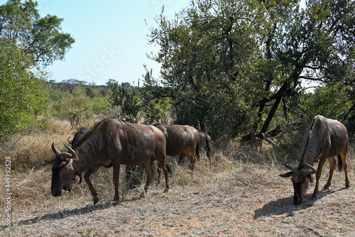 Wildebeest in the wild 
