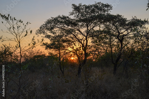 African sunrise in the bushveld 