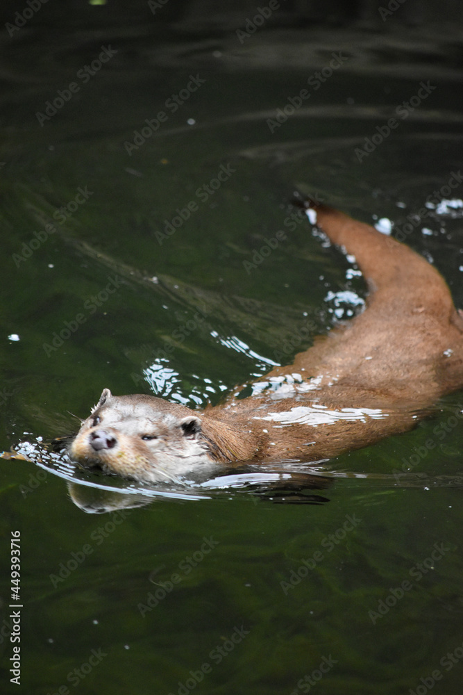 Fototapeta premium Zoo Salzburg