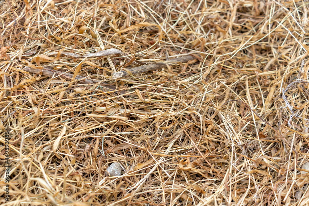 乾燥した干し草のテクスチャ