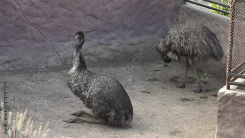 two emus in the Huachipa zoo at daytime in 4k photo