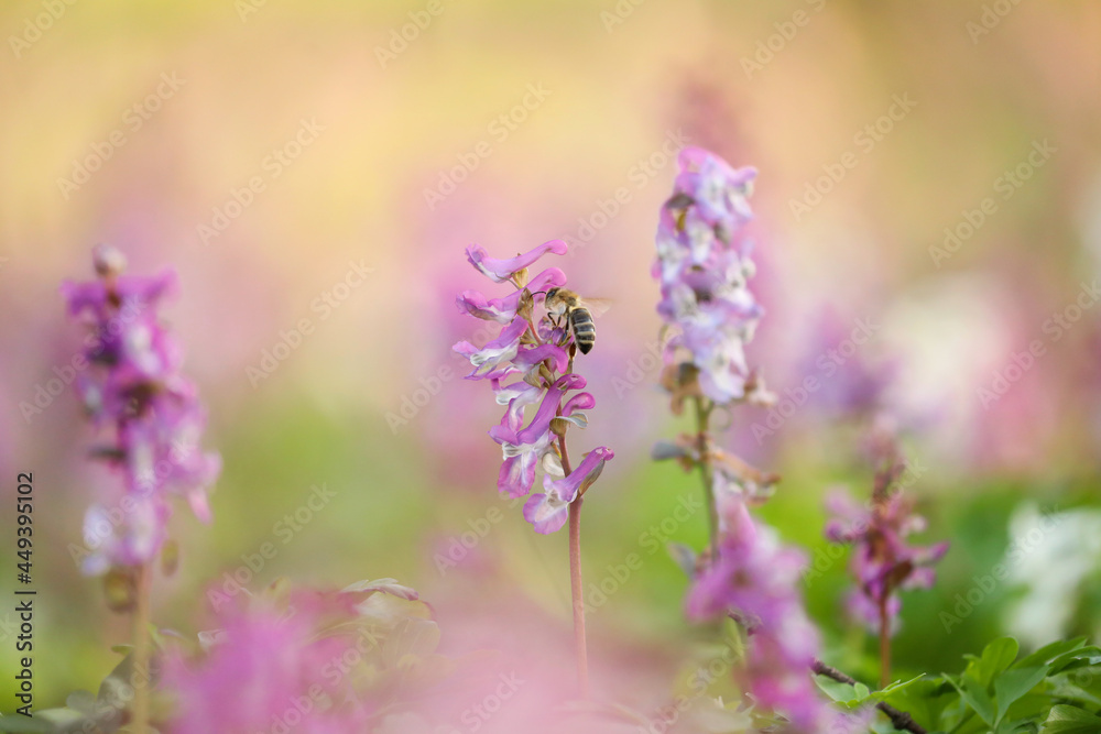 Obraz premium Bee among flowers.