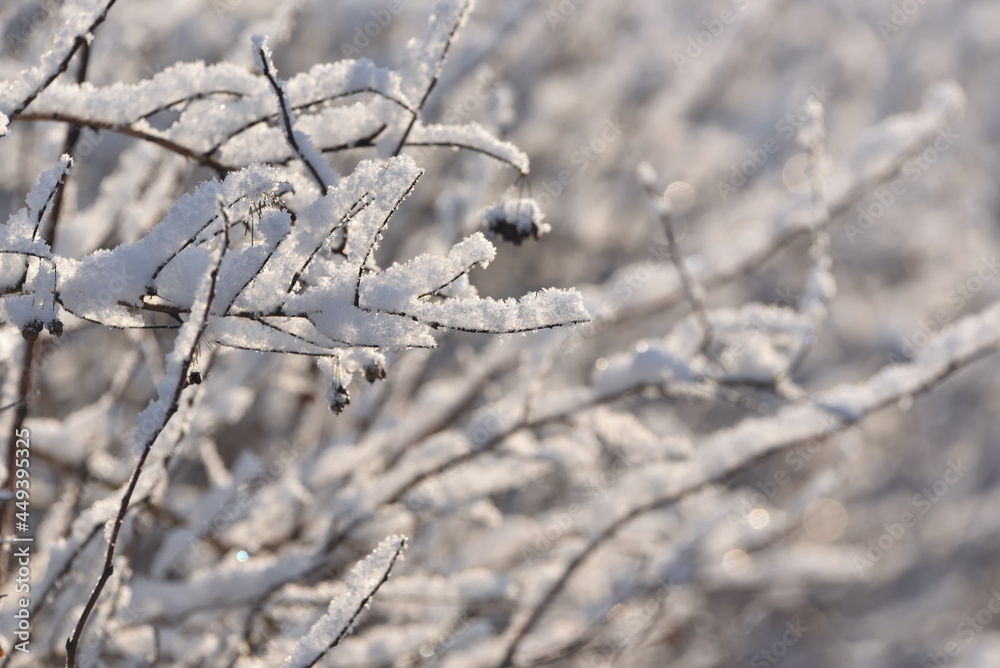 bushes, grasses and thickets covered with snow 