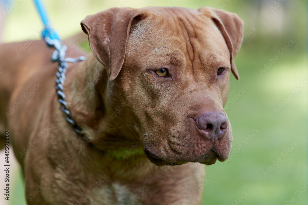 American pit bull terrier outside. Close up. American pit bull terrier outside. Close up.