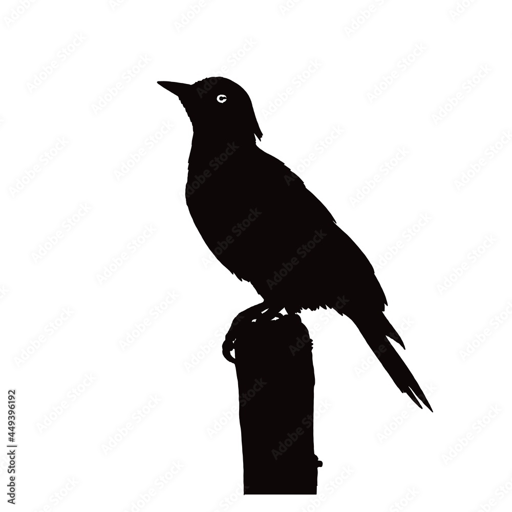 Fototapeta premium Woodpecker 