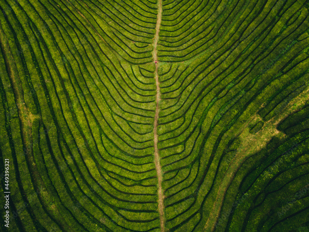 Fototapeta premium Green tea farm field from above