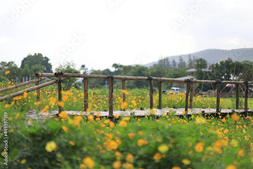 flowers in the field