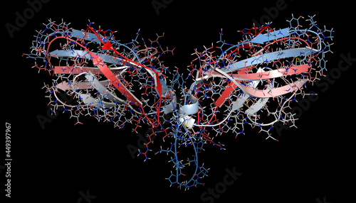 CTLA-4 (Cytotoxic T-lymphocyte-associated protein 4, CD152) prot photo