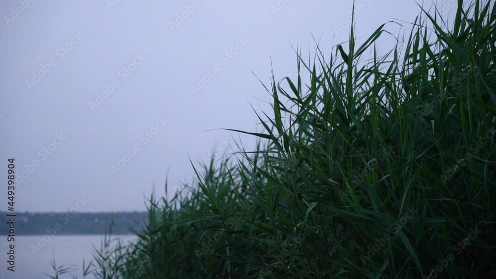 Twilight on the river, beautiful gray sky reflected in the water and swaying reeds. High quality FullHD footage Twilight on the river, beautiful gray sky reflected in the water and swaying reeds. High quality FullHD footage