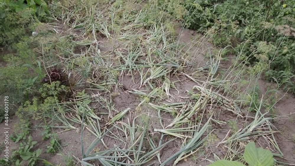 A bed with sprouted onions in the country. Harvesting onions in autumn, background A bed with sprouted onions in the country. Harvesting onions in autumn, background