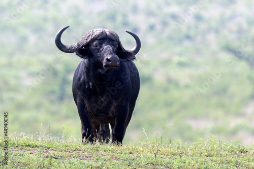 Cape Buffalo standing on a small hill