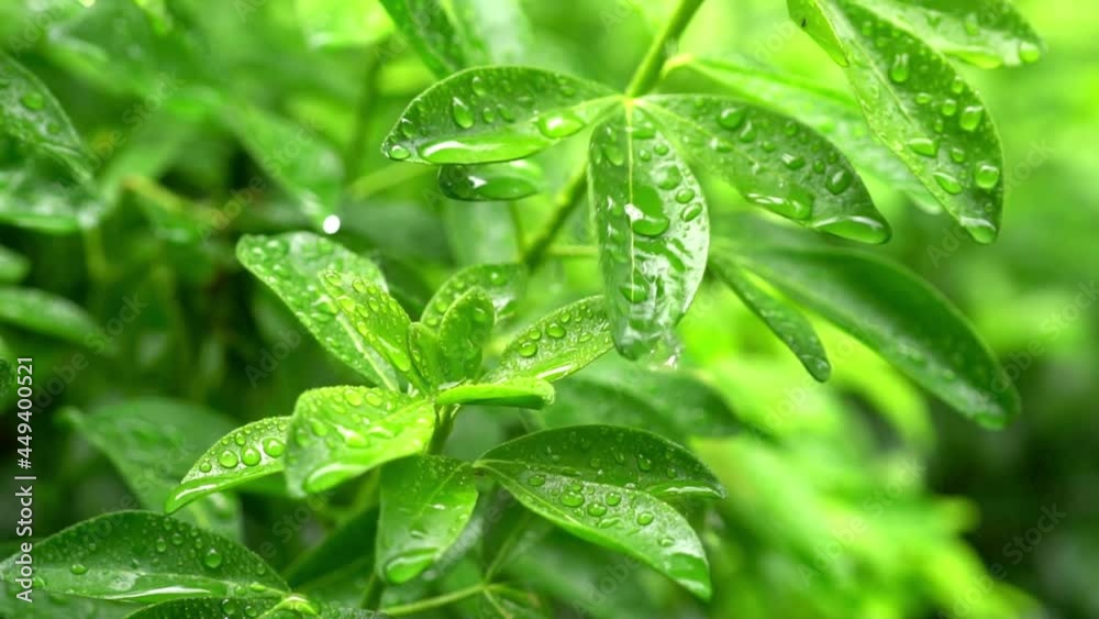 Close-up of the clear tiny waterdrops on the green leaves during a rain, the raindrops softly rolling off Close-up of the clear tiny waterdrops on the green leaves during a rain, the raindrops softly rolling off