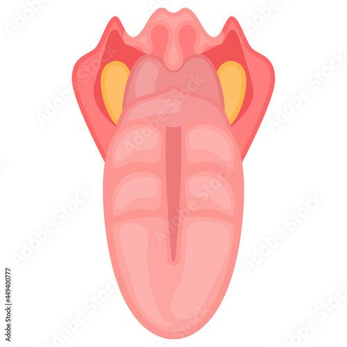 The human tongue Concept, dorsum Vector color Icon Design, Organ System Symbol, Human Anatomy Sign, Human Body Parts Stock illustration