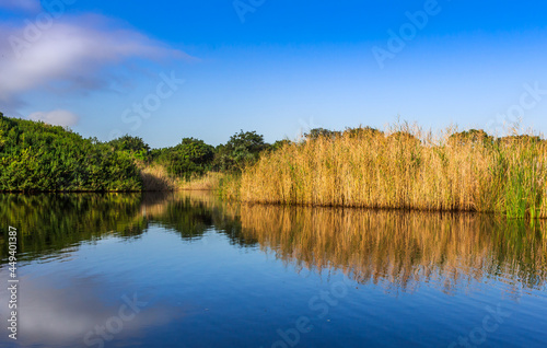 Beautiful river reflections with trees and reeds on a sunny day photo