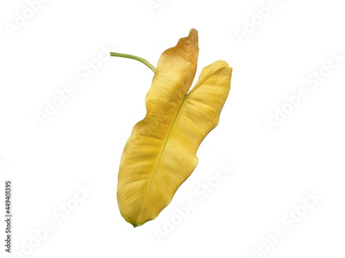 Yellow leaves on a white background.The leaves of the Philodendron are diseased. The color of the leaves changes from green to yellow are caused by lack of water or nutrients. 