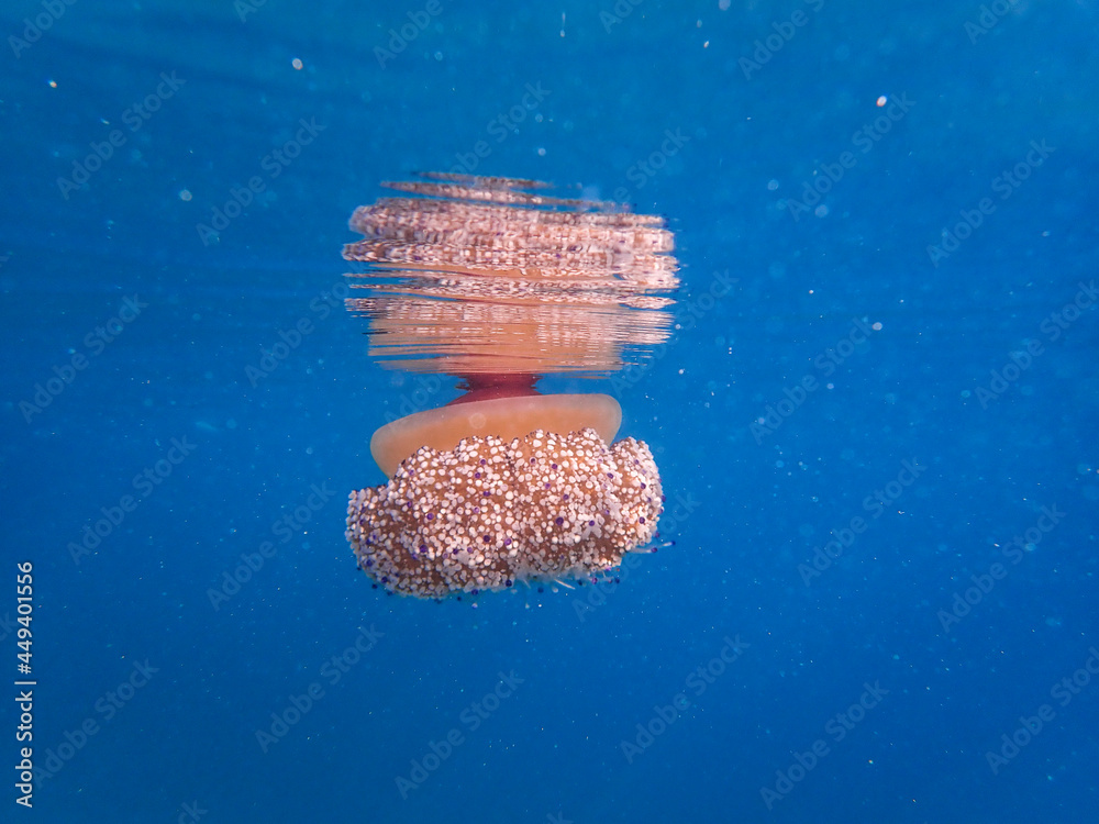 Marine Life & Species of the Mediterranean Sea 