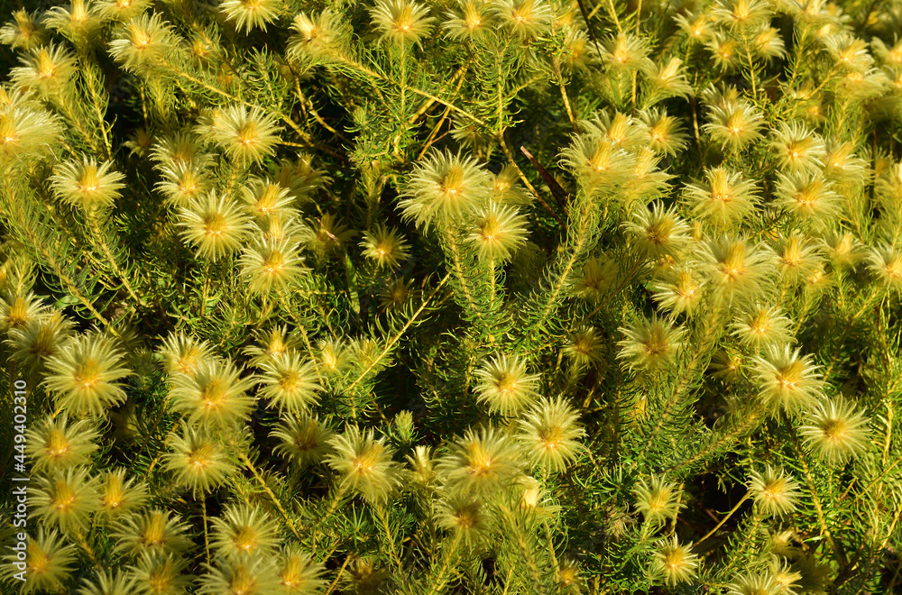 A featherhead flower bush which is part of the fynbos biome in the Western Cape of South Africa A featherhead flower bush which is part of the fynbos biome in the Western Cape of South Africa