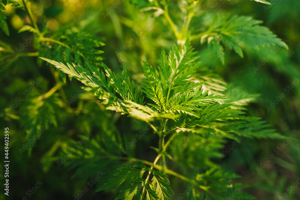 Background, texture of green blooming ragweed, an allergic plant in a garden with patterned foliage. Background, texture of green blooming ragweed, an allergic plant in a garden with patterned foliage.