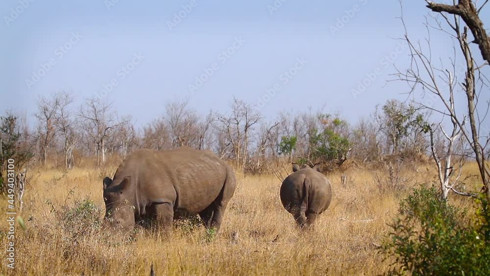 Three Southern white rhinoceros and plains zebras in Kruger National park, South Africa ; Specie Ceratotherium simum simum family of Rhinocerotidae Three Southern white rhinoceros and plains zebras in Kruger National park, South Africa ; Specie Ceratotherium simum simum family of Rhinocerotidae