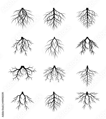 Collection of Tree Roots. Vector outline Illustration. Plant in Garden.