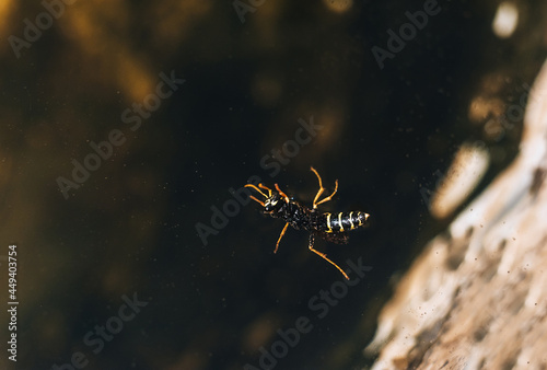 A small  drowned  exhausted dead  fighting for life  a wasp swims in the water. Photography  concept.