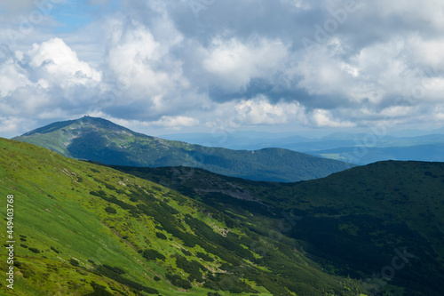 Mountain landscape. Green grass  blue mountains  flowers and needles. Montenegrin ridge in Ukraine in July. Hike in the Carpathian Mountains.