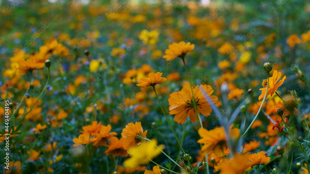 beautiful flowers in the field