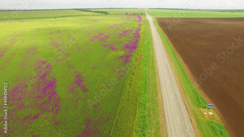 aerial view of a large field of beautiful purple flowers irises photo