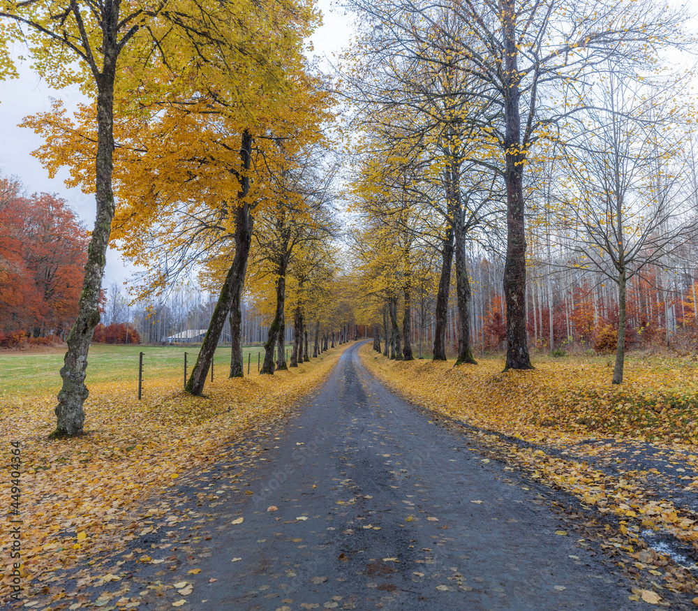 A road and fall colors at a Swedish woods in the autumn season in the Gamla Åminne Natural reserve