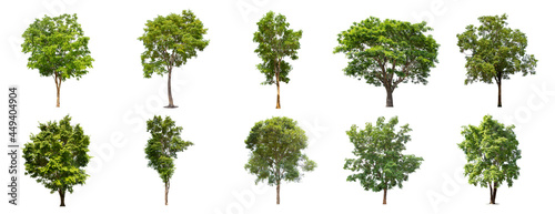 Set beautiful trees isolated on white background  Collection of Isolated Trees on white.