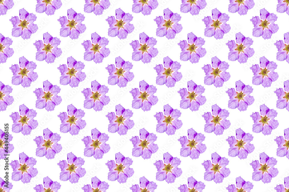 Pattern image of Queen's flower on white background.