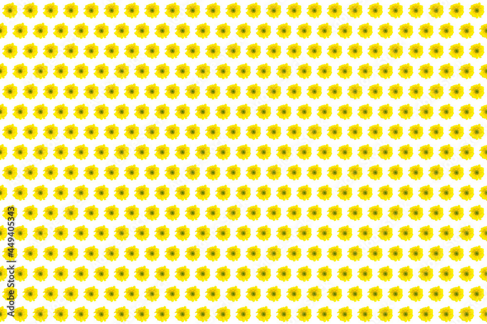 Pattern image of Chrysanthemum flower on white background. Pattern image of Chrysanthemum flower on white background.