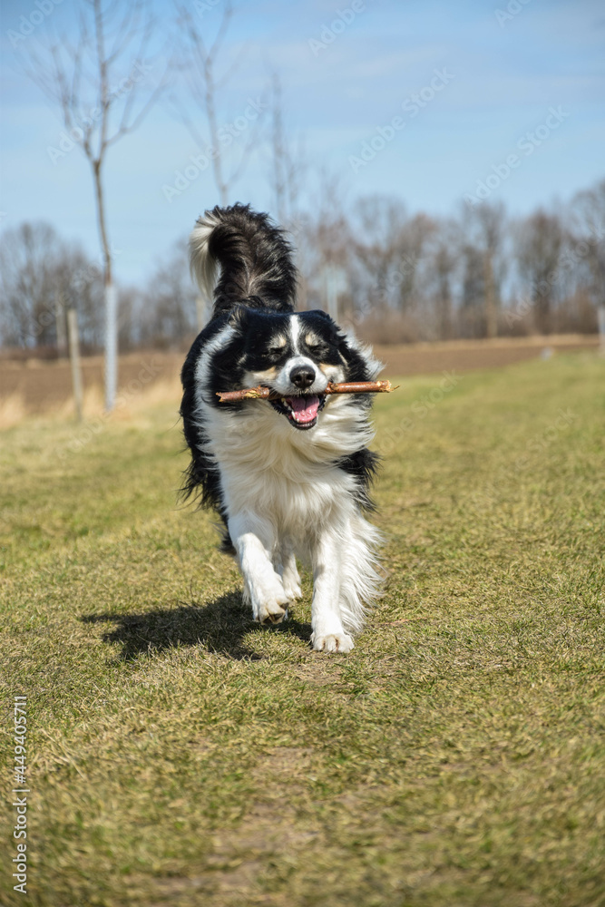 Border collie is running on the meadow. He is really good boy in sunset light Border collie is running on the meadow. He is really good boy in sunset light