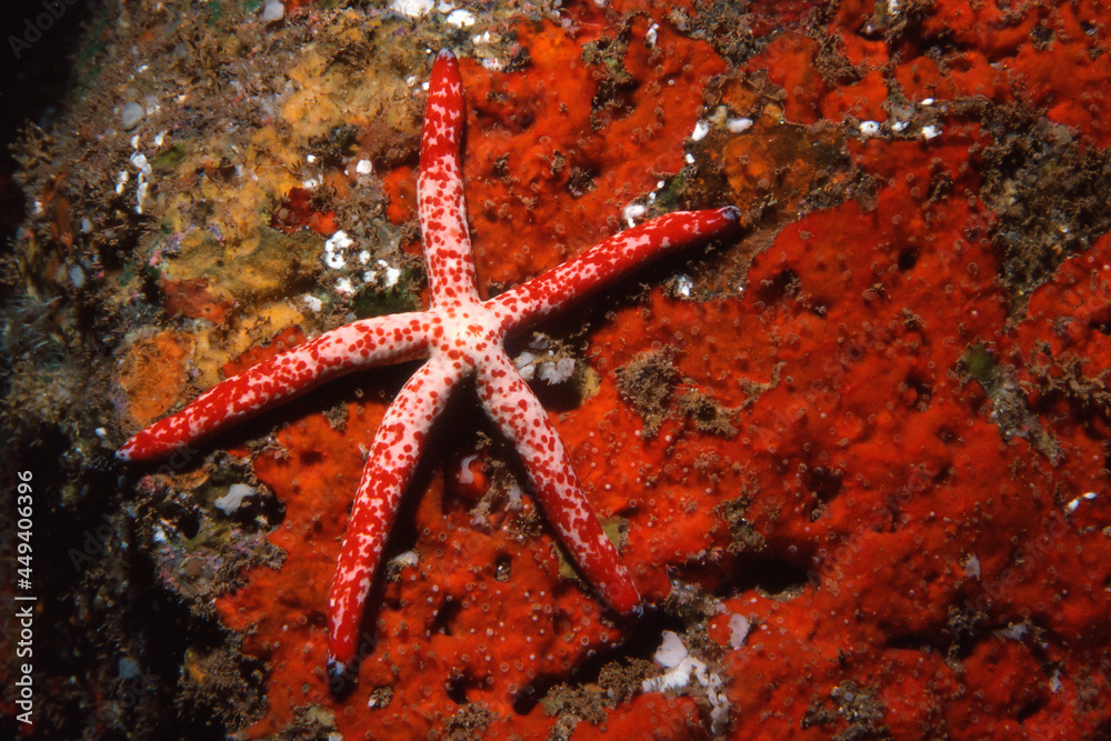 A beautiful starfish underwater, Linckia multiflora, Hawaii A beautiful starfish underwater, Linckia multiflora, Hawaii