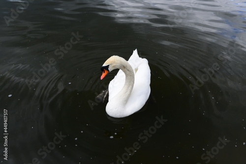 lonely swan in the lake in summer