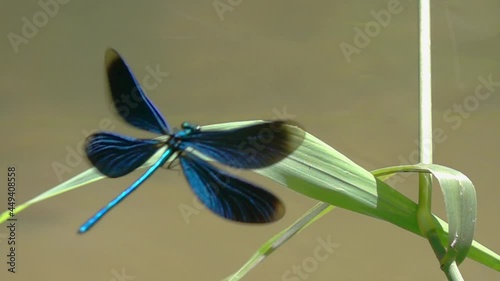 Dragonflys Beautiful Demoiselle (Calopteryx virgo). A male dragonfly flies up and sits on a green blade of grass. Slow motion video photo