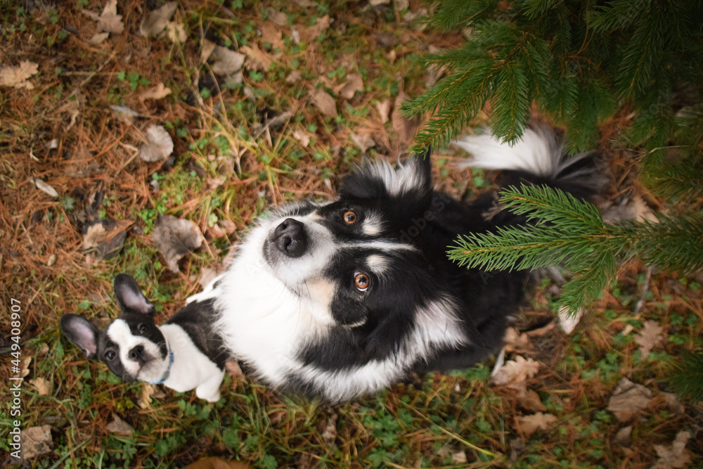 Autumn portrait of french buldog and border collie. They are so cute and happy outside.