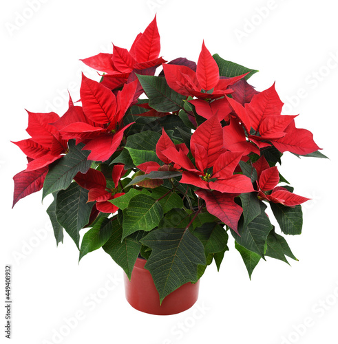 Christmas poinsettia shrub with red flowers in a pot photo