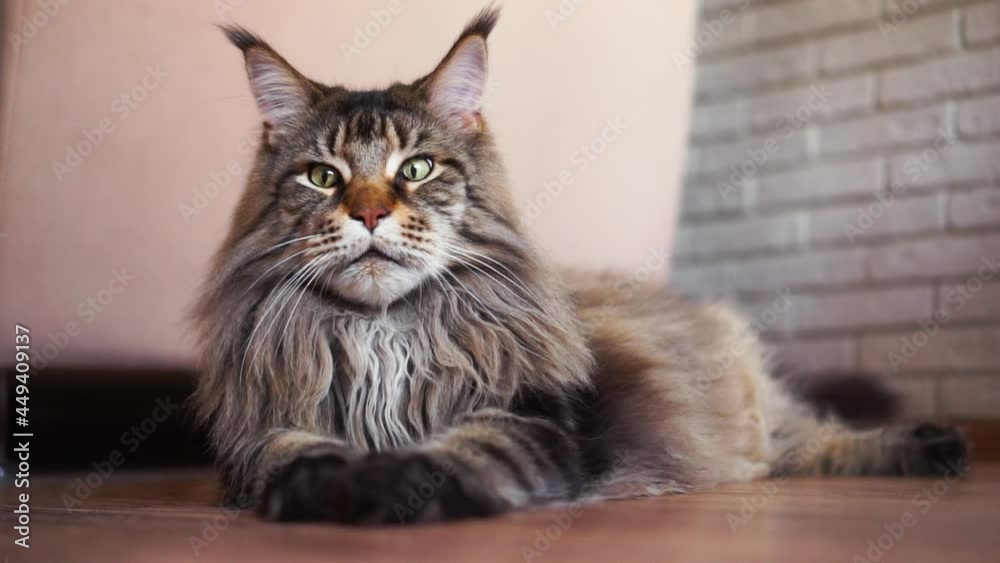 Adorable adult big lazy maincoon looks around, get tired, lay down and put head on paws at home. furry striped hairy mustache cat indoor nearly the table. HD horizontal slow motion video. Adorable adult big lazy maincoon looks around, get tired, lay down and put head on paws at home. furry striped hairy mustache cat indoor nearly the table. HD horizontal slow motion video.